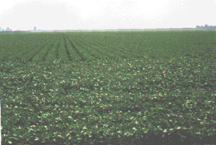 farmlnd2.GIF (86989 bytes)