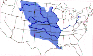 louspurc.gif (21080 bytes)